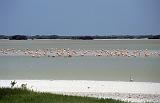 182_Flamingo's in lagune bij Progreso